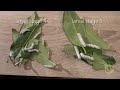 Eri Silkmoth - Larval stage 3 to 5 (high quality)