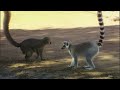 Lemurs on the Verge of Famine? 🐒🌴 - MADAGASCAR 🇲🇬 - HD Animal Documentary - AMP