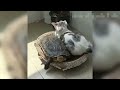 Funniest Animals 2023 😂 Best Funny Cats and Dogs 😺🐶 Part 53