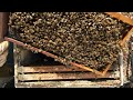 Are the Abandoned Hives are Doomed? | The Late Season Inspection is Bad!