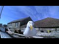 Big Gulls 01