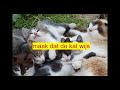 Westerling - Maak dat de kat wijs