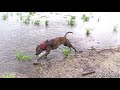 Pit Bull Jake Tears Up Rain Pond - No Mercy! Miami Beach, 2019