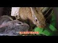 推荐一种兔子特别喜欢吃的叶子，吃这种叶子兔子长的飞快