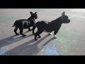 Shiza and Shuni at the playground