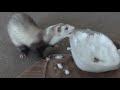 Ferrets play with Snow ❤ Frettchen spielen mit Schnee