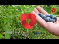 A new way to grow blueberries - How to plant and grow blueberries?