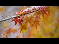 ENCHANTING AUTUMN in 4K UHD - 1 Hour of Amazing Fall Nature Scenes + Spa Music by Nature Relaxation