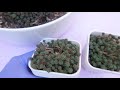 Division: How to Propagate Succulents PART 3 (Single & Multiple Units)