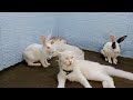 Funniest Animals 😄 New Funny Cats and Dogs Videos 2024 😹🐶 #922