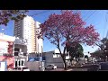 RUA RIO BRANCO , APUCARANA - 23 07 2024