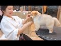 [애니살롱] 털찐줄 알았더니 살찐거였어..🤭/Pomeranian scissoring /포메 변신과정