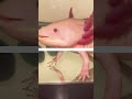 Axolotl Eating Slow Motion Compilation 1-10