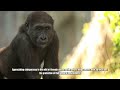 Chimpanzees: Fascinating Creatures with Complex Behaviors and Social Structures #Chimpanzees #Wildli