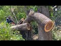 Skill and Guts!! Very² dangerous... Cutting down 2 old trees on the river.