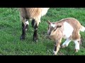 Cute baby goat and his Mom