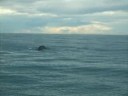 Sperm Whale Diving slowly and gracefully  Kaikaura New Zealand