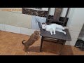 Puppies Want To Climb Up To Tease Cat But Don't Know How To Climb