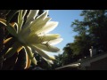 Hylocereus Cactus