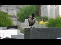 Security guard crow on a job while other crows eat