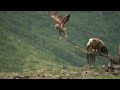 A griffon vulture pulls away a white tailed eagle