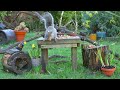 Cat TV for Cats to Watch 😸 Birds & Squirrels in a Garden 🕊️🐿️ Bird videos for cats