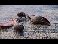 Strange yet Calm Snail Gathering