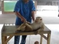 Monkey Doing PushUps And SitUps