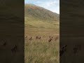 Roe deer herd run through the Scottish Highlands #shorts #deer #nature #outdoors