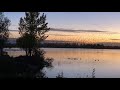 Canada Geese Return At Dusk