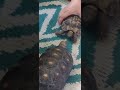 KOMODO JUNE 6, 2022 SHOW ANNOUNCEMENT: With Tortoise Footage to Ease the Pallete