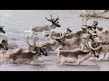 Wolves of Labrador | Nature Documentary | Following the George River Caribou Migration | Canada Wild