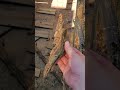 rotted deck joists #beehouse  #diy #rottedjoists #deckrepair