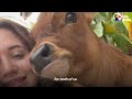 Baby Cow Rescued From Petting Zoo Snuggles On Couple's Sofa | The Dodo