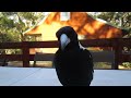 Magpie in Australia