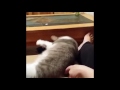 Funny cat