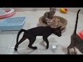 Crazy animals will make you LAUGH TO DIE😺Funniest cats and dogs🐶