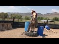 Horse Training - Maggie Learns How To Regulate Panic, Seek Calmness & Perform Under Pressure!