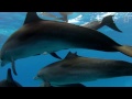 Here's What We Know About Dolphin Intelligence | National Geographic