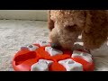 Moose Plays A Scent Game | Beginner Dog Puzzle