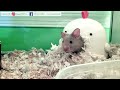 My Hamster's Last Moment | Goodbye Pepper