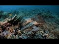 Diving Tenggol Island (GoPro Hero 10, Hugyfot Vision XS housing, AOI UWL-03 wet dome lens)