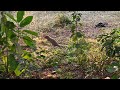 Mongooses Survival | Capture Natural Moments | Amazing Animals | #wildlife