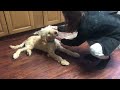 4 Month Old Goldendoodle Puppy New Trick