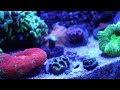 Top 10 Saltwater Fish for a 20 Gallon Nano Reef Tank