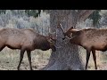 Photographing Wildlife In Yellowstone- Elk Fighting in Fall
