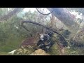 Hand Feeding Snowflake Moray Eel - III