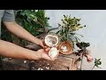 remove coconut shell, cuttingskills to peel old coconut#cuttingskills #coconutmilk #coconutwater