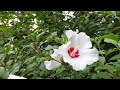 Rose of Sharon flowers, atmospheric music, healing, relaxation