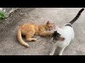 Funniest Animals 2024 😍 New Funny Cats and Dogs 😻🐶 Part 39